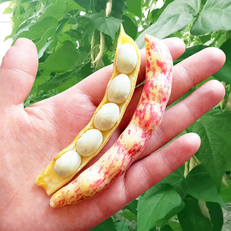 高产东北黄金红金豆角种子春秋耐寒芸豆蔬菜手机支架