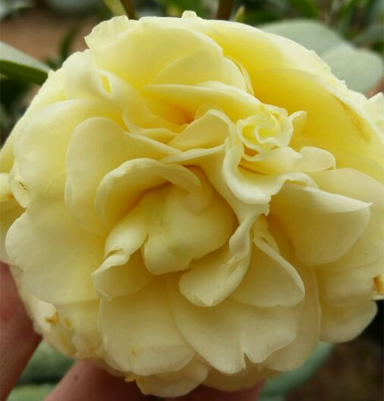 黄旗名贵稀有有龙岩种纯黄茶花室内外庭院种植时令草本花卉