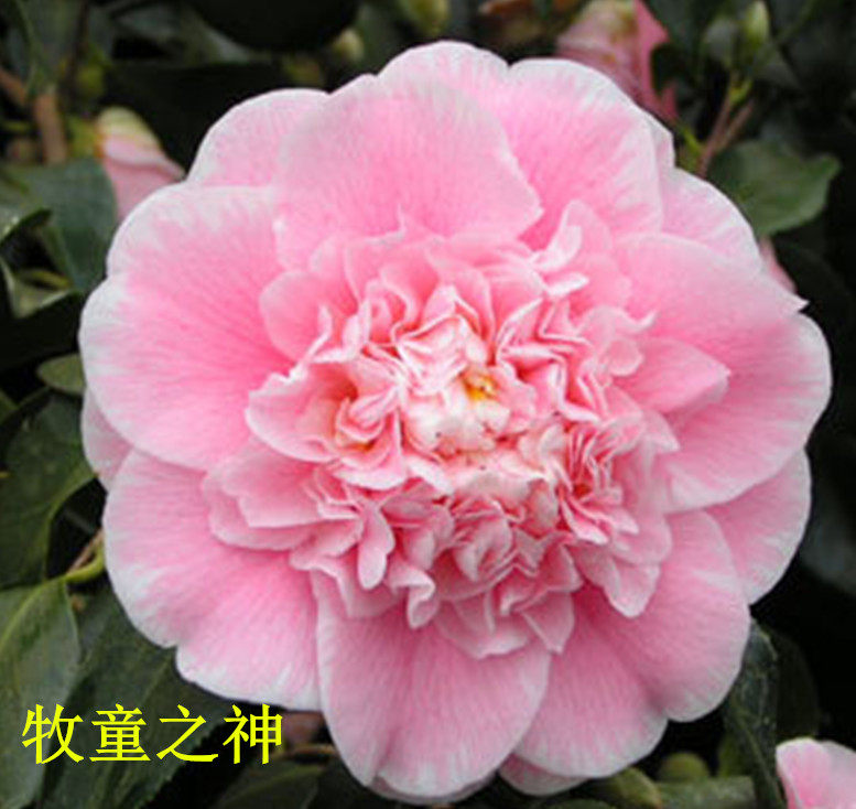 牧童之神珍惜名贵龙岩种粉红色茶花室内外庭院种植花卉