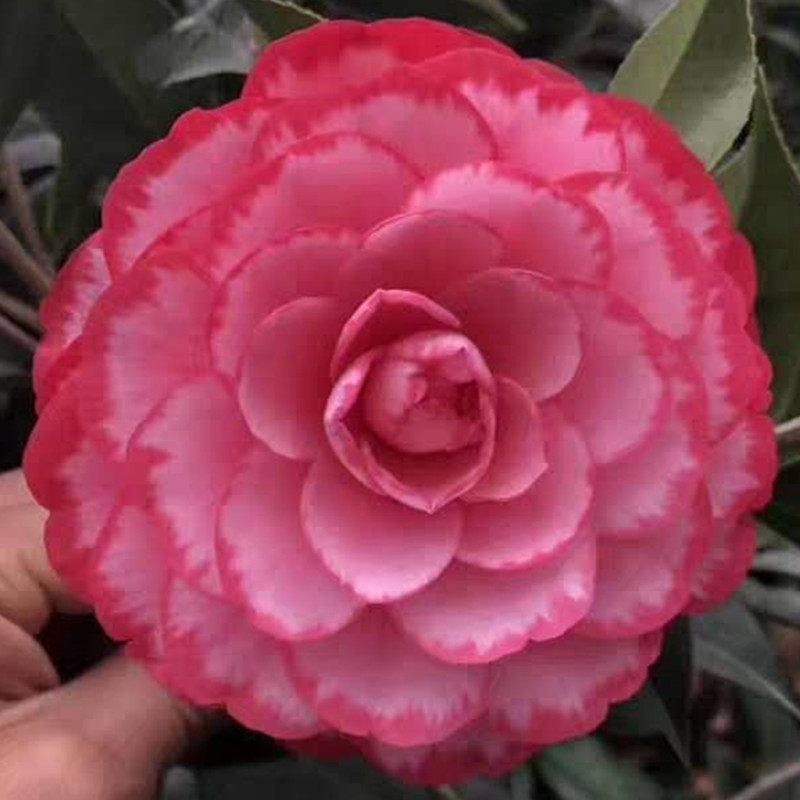 锦上添花西施红唇名贵稀有福建龙岩茶花花卉