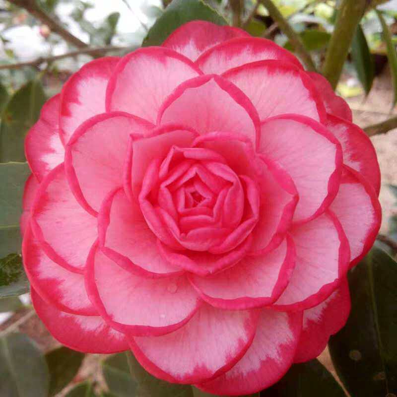 锦上添花西施红唇名贵稀有福建龙岩茶花花卉