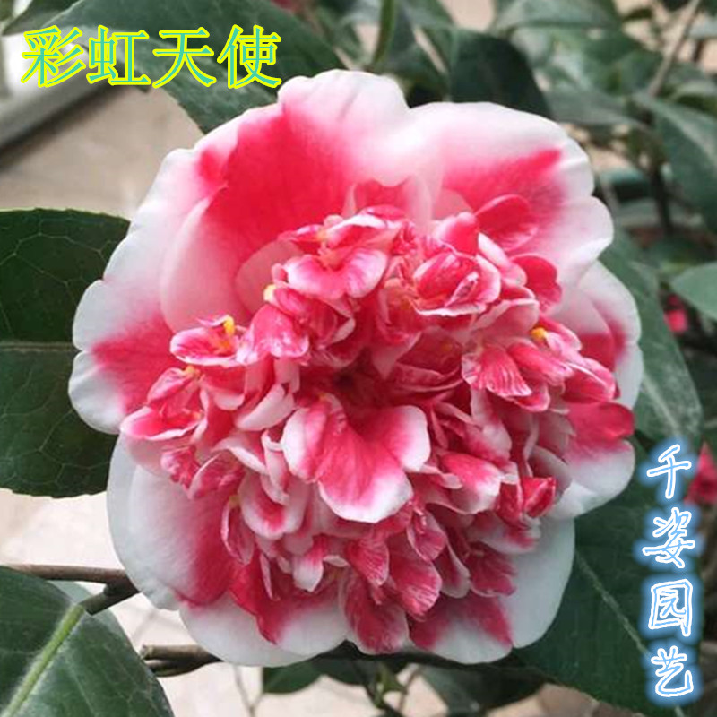 彩虹天使名贵稀有福建龙岩品种茶花室内外阳台时令草本花卉