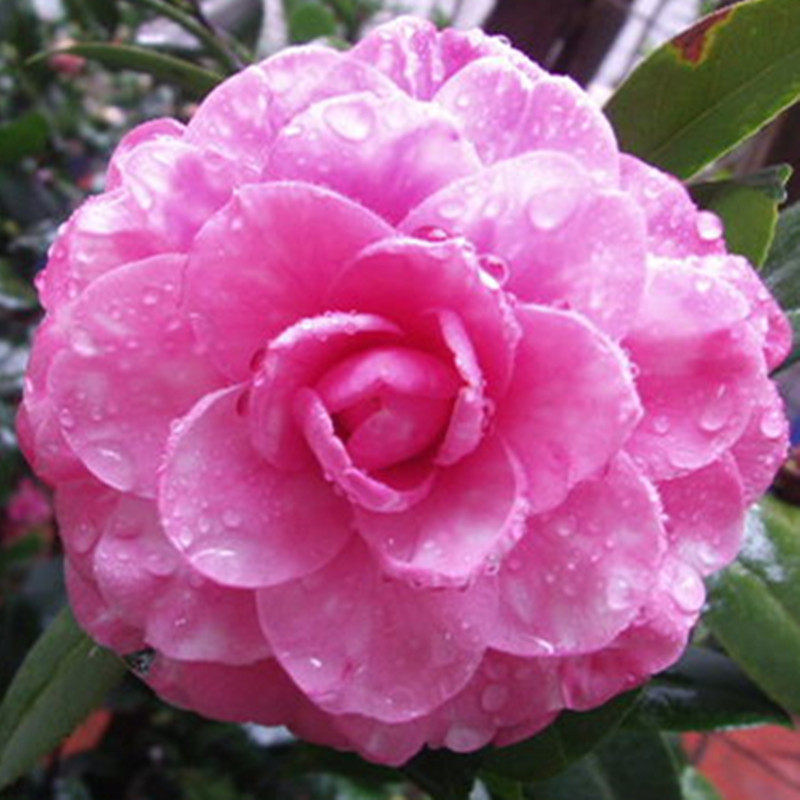 伊莎安妮名贵稀有福建龙岩茶花高档精品室内外花卉