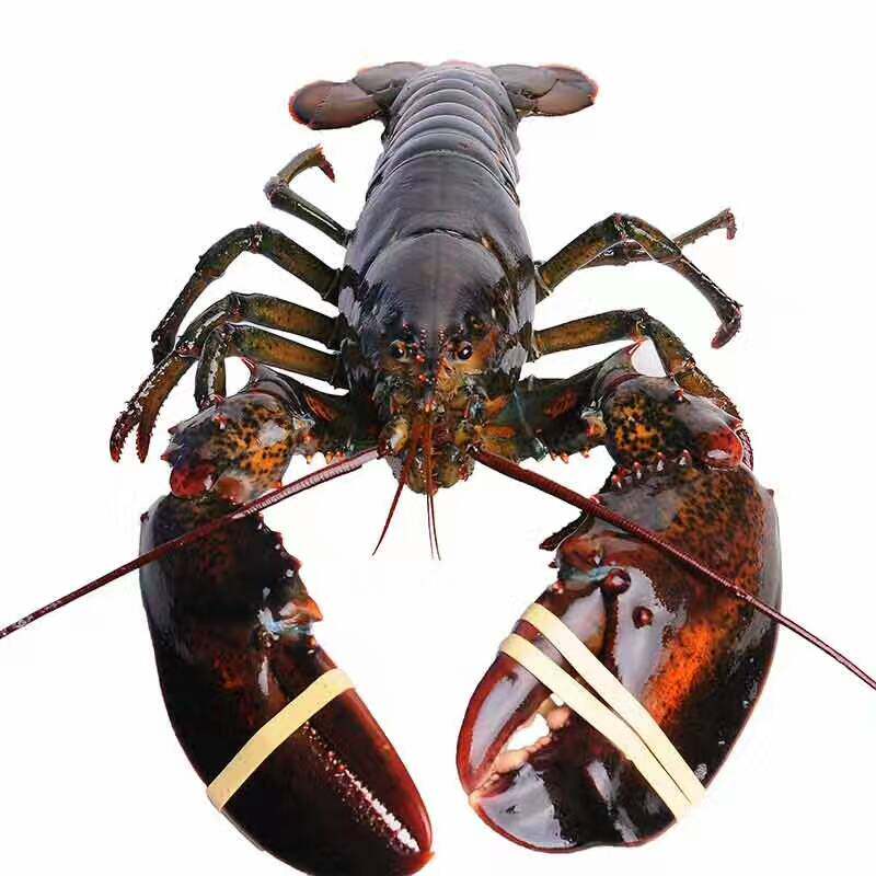 波士顿龙虾进口超特大波龙鲜活野生海鲜水产澳洲大龙虾10斤/1只