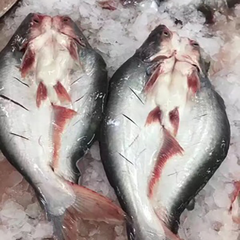 国产开背湄公鱼龙利鱼净重20斤9条巴沙鱼开背湄公鱼多省包邮