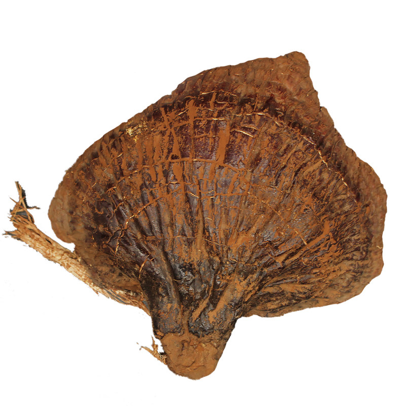 七吉整朵灵芝长白山200克无柄赤芝东北特产紫芝片整枝灵芝