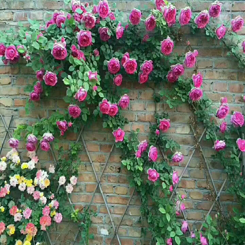 1米欧月四季植物攀爬蔷薇藤本庭院阳台花苗花卉