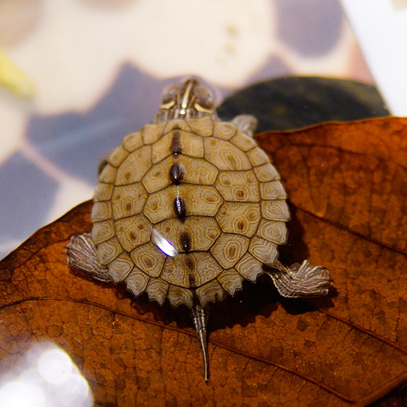 地图深水鱼缸混养养活物黑宠物密西西比小乌龟活体龟