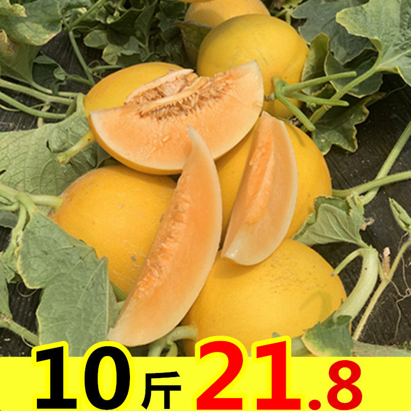 黄河蜜瓜10斤整箱新鲜水果黄金头茬哈密瓜网纹哈密瓜