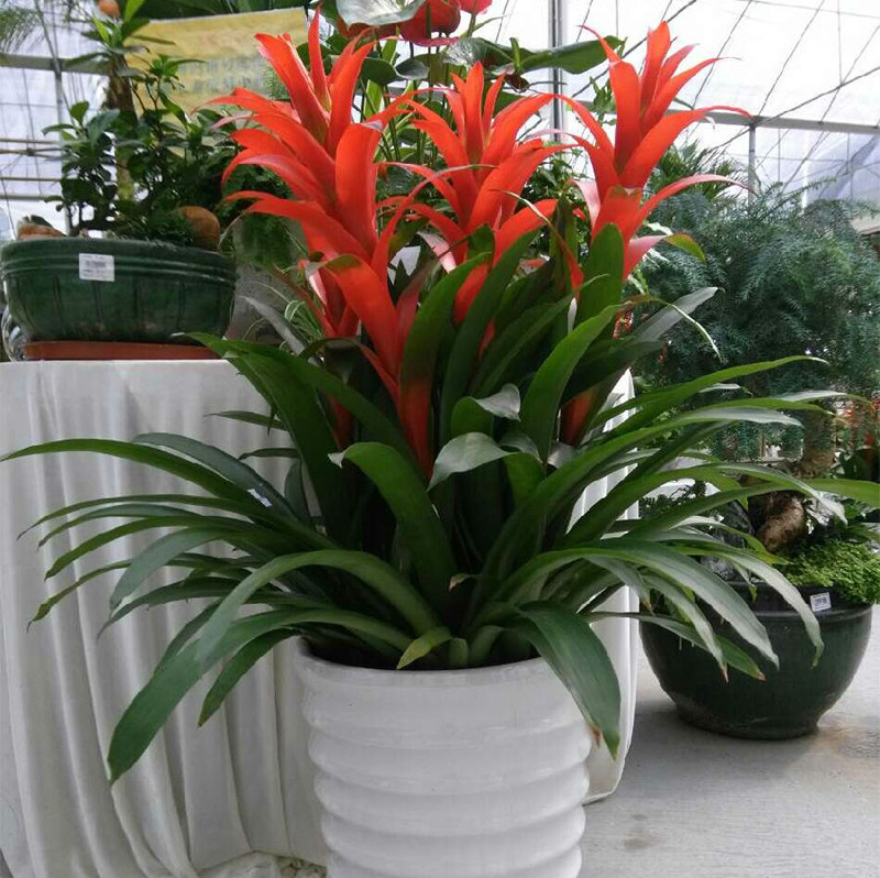 鸿运当头盆栽绿植室内大盆栽凤梨花小红星带盆栽好观赏植物