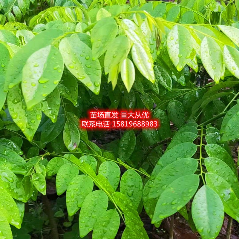 正宗海南黄花梨盆景木桩多枝树木苗降香黄檀袋装树苗沉香名贵大树