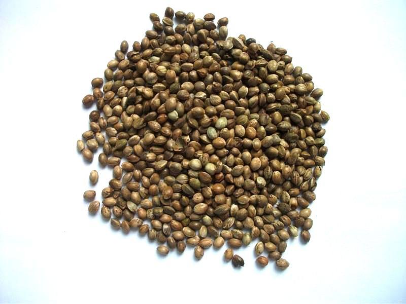 小麻子火麻仁麻籽3.5mm虎皮牡丹鹦鹉鸟食鸟粮仓鼠粮 鸽子粮5斤包