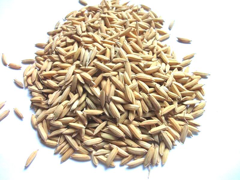 一件等于一斤稻子稻谷带壳大米鸡鸭鸽子鹦鹉鸟食