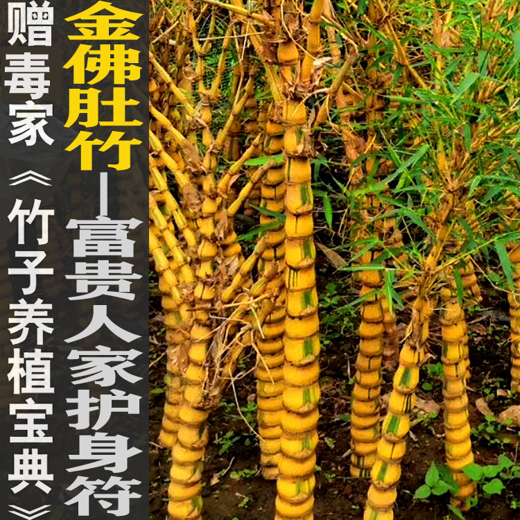 金佛肚竹葫芦罗汉盆栽盆景竹子君苗庭院阳台绿植