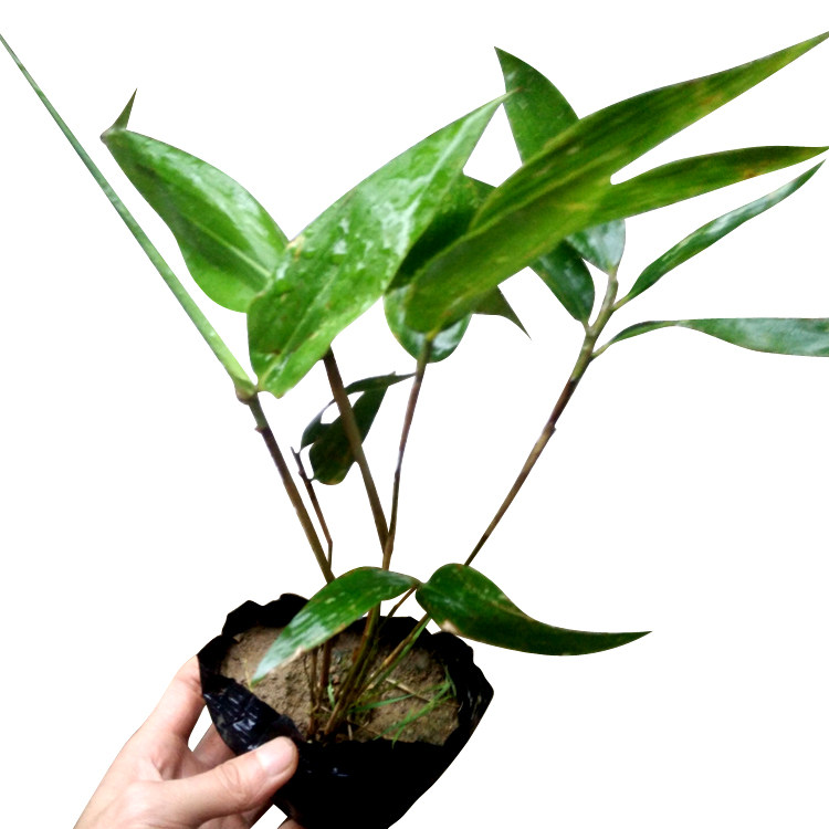 箬竹竹子粽叶小叶室内绿植迷你苗竹盆栽盆景绿植