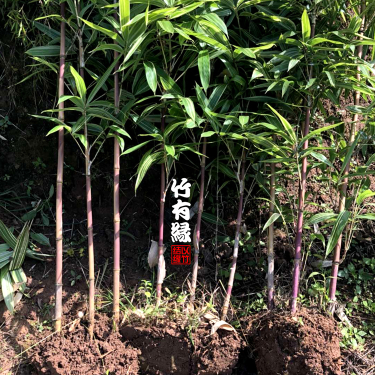 七彩红竹红宝红色竹子庭院阳台茶几办公办公室绿植