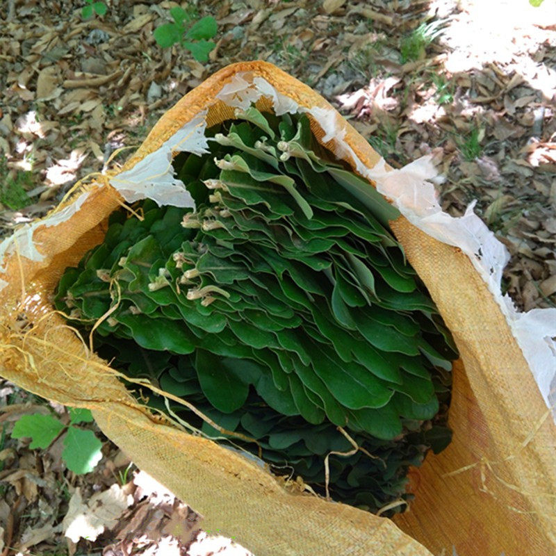 秦岭陕西商洛野生槲叶新鲜粽叶胡叶手端午粽子其它