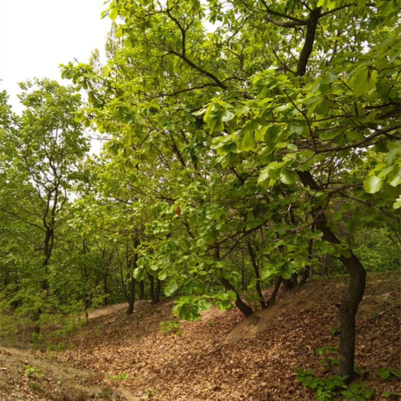 秦岭陕西商洛野生槲叶新鲜粽叶胡叶手端午粽子其它