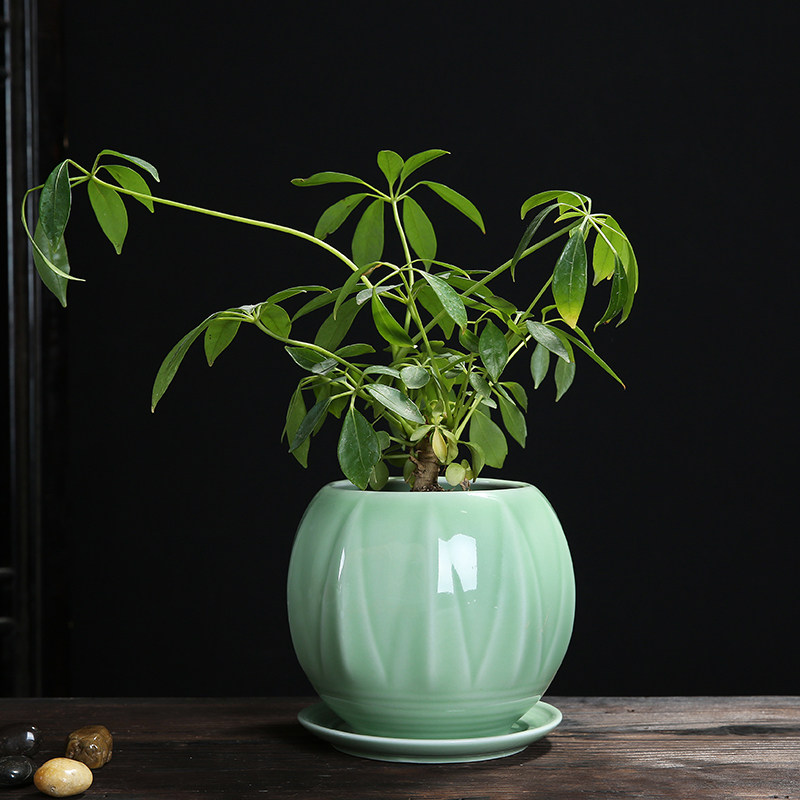 简约大号青瓷花盆绿植带托盘个性桌面中国风多肉绿萝陶瓷小盆栽