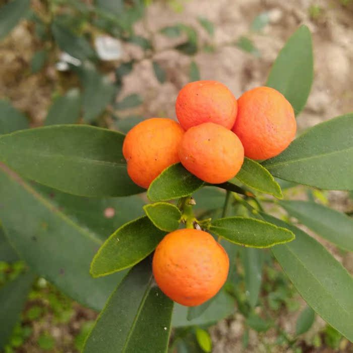 金豆盆景春季熟桩树桩山小品新品绿植带原土发绿植