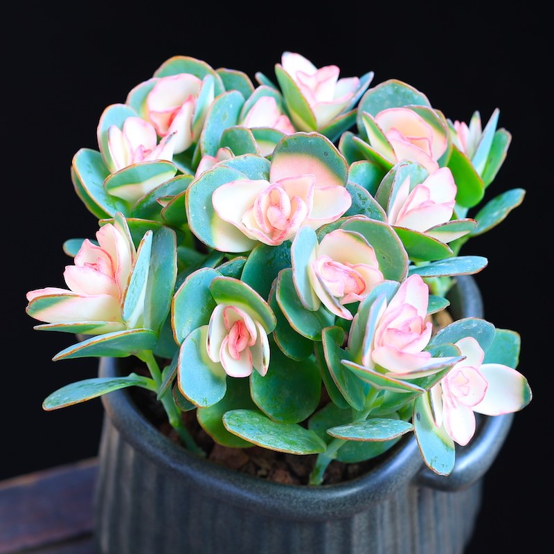 贝壳锦多植物彩色白姬之舞多花卉盆栽成品栽好多肉植物