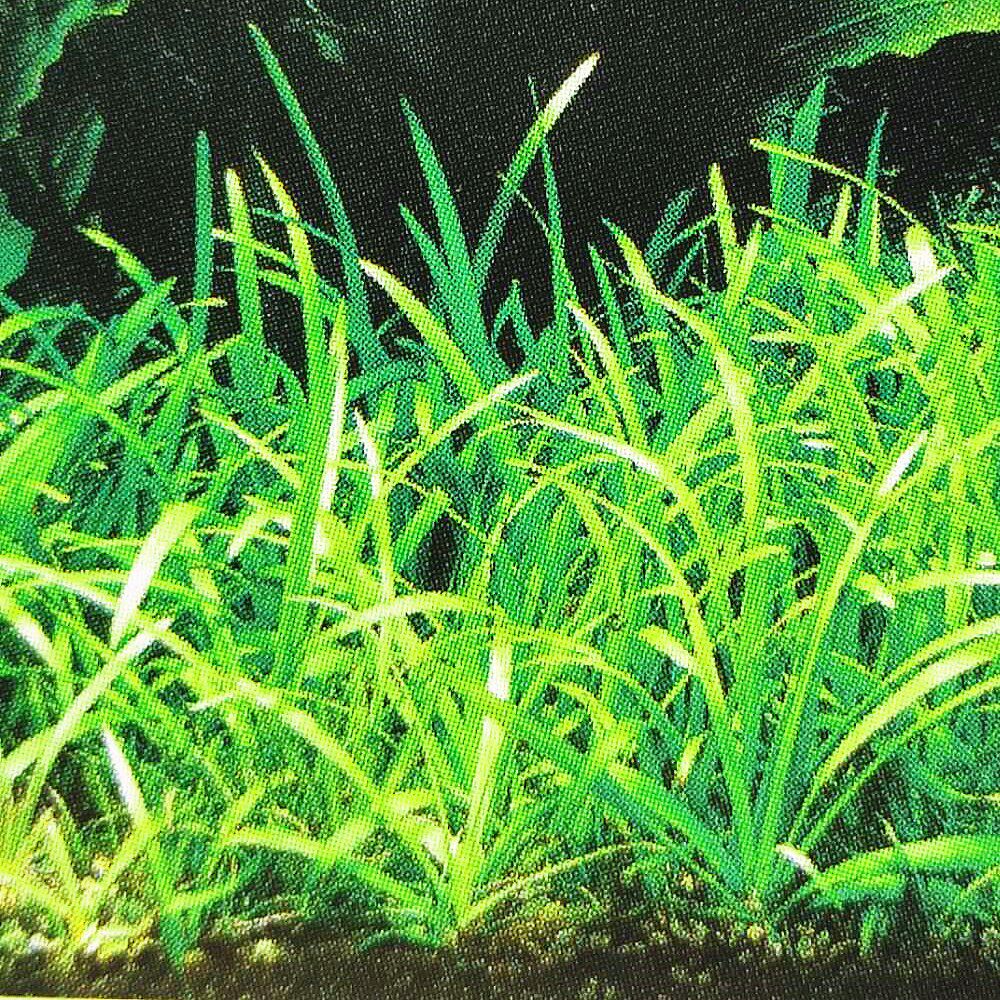 鱼缸水草水下淡水活体小水迷你皇冠水族针叶水草