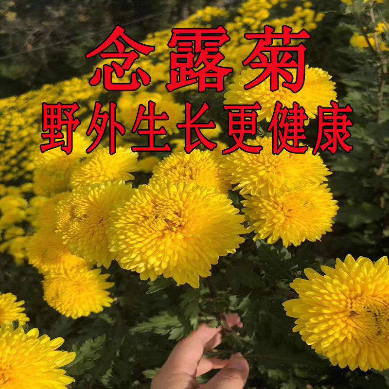 念路露菊正品养生茶清新口气茶寿菊和云台山冰菊茶非北河荷清润茶