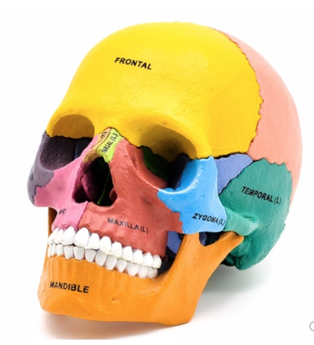 4d master 可拆彩色头骨模型17部件口腔牙科医用学习展示颅骨模型