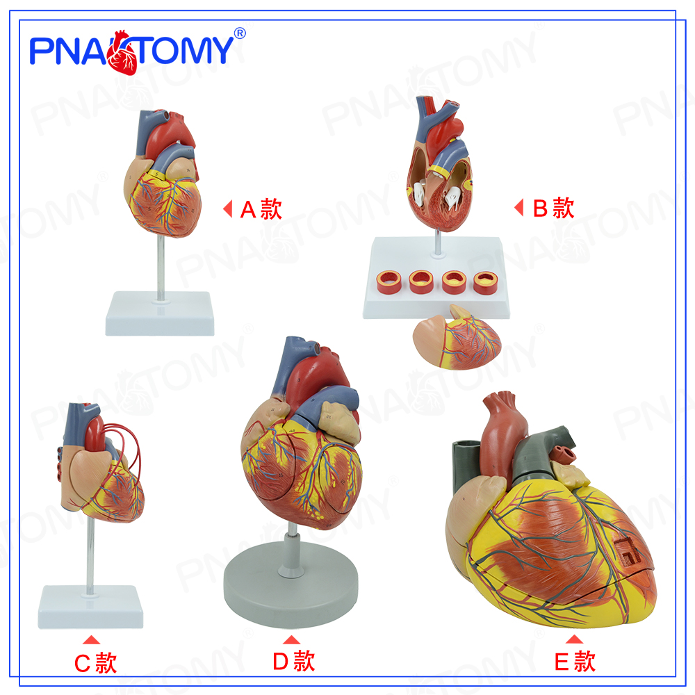 pnatomy放大人体心脏生物教学实验医用用心内科其他模型玩具