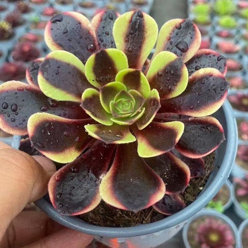 砍头多肉植物法师美杜莎维纳圆叶锦铜壶锦甜红颜多肉植物