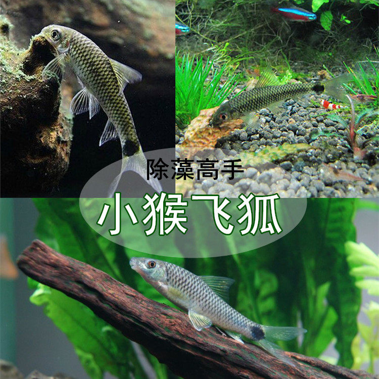 热带观赏金鱼黑线小猴飞狐鱼蓝眼红胡子大帆鱼