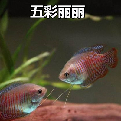 观赏鱼黄曼龙蓝曼龙鱼丽丽鱼马甲球鱼中小型热带鱼草缸鱼宠物鱼