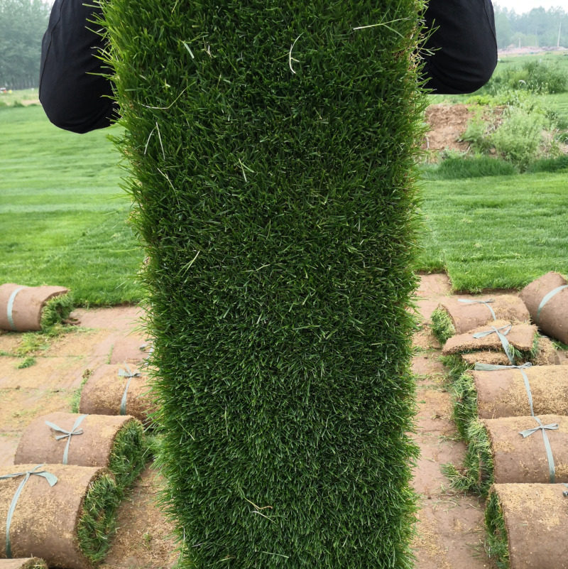 草坪带土草皮真草四季四季青青果岭草剪股马尼拉仿真绿植