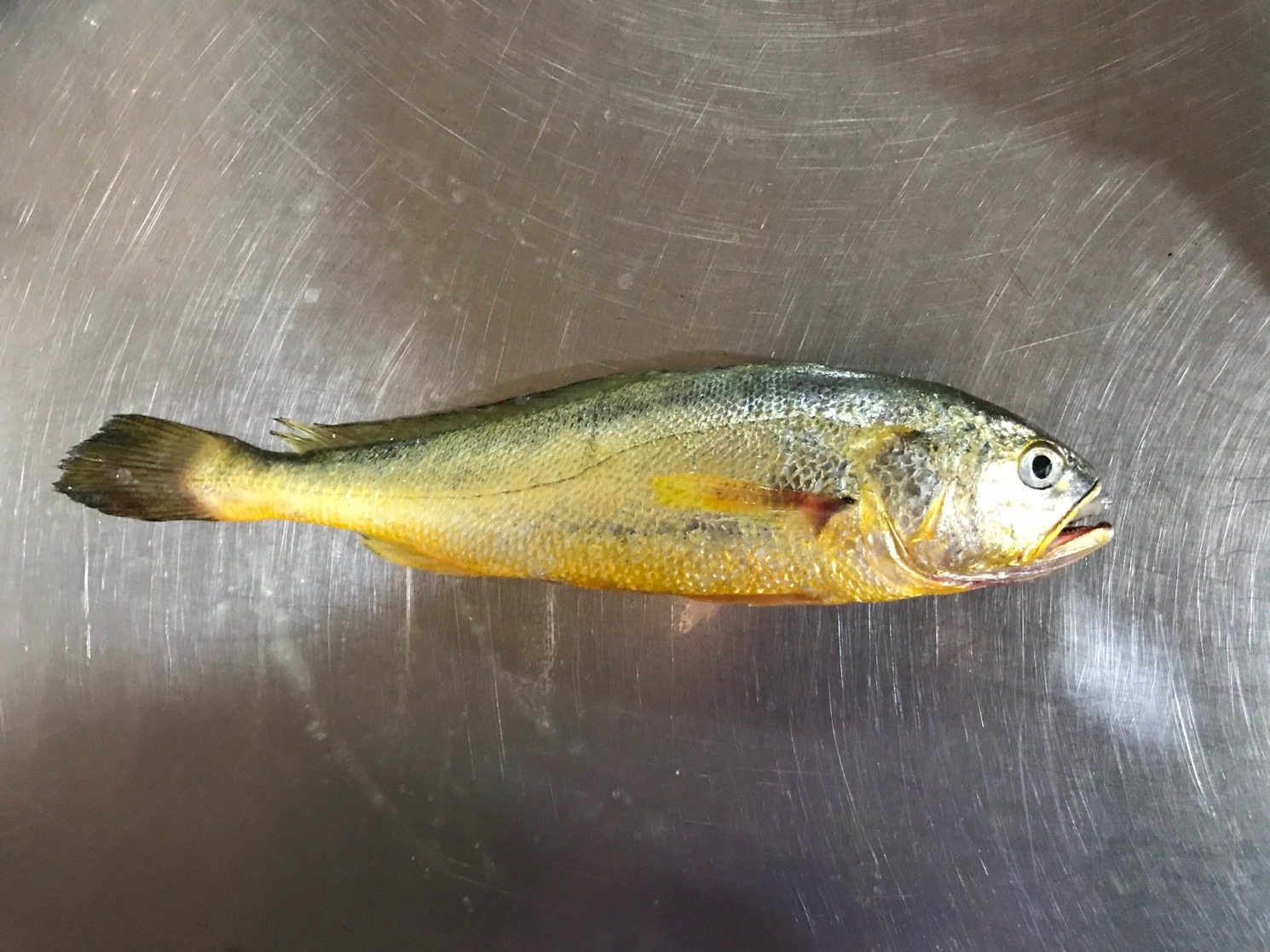 新鲜2条预约大黄鱼野生东海网潮黄鱼特产海舟山其它