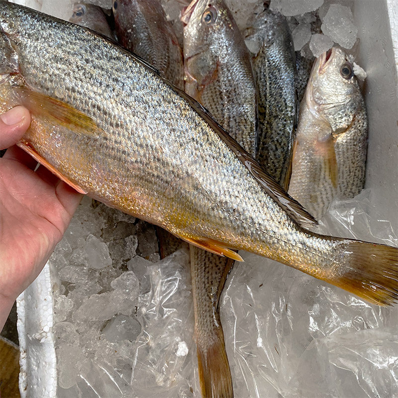 网潮舟山新鲜海钓黄婆鸡网捕黄三鱼三鱼黄姑鱼一条其它