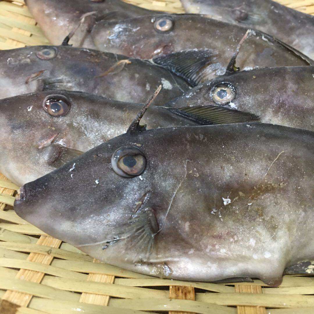 【网潮海鲜】舟山野生 海捕马面鱼 橡皮鱼 新鲜剥皮鱼 1斤6-8条