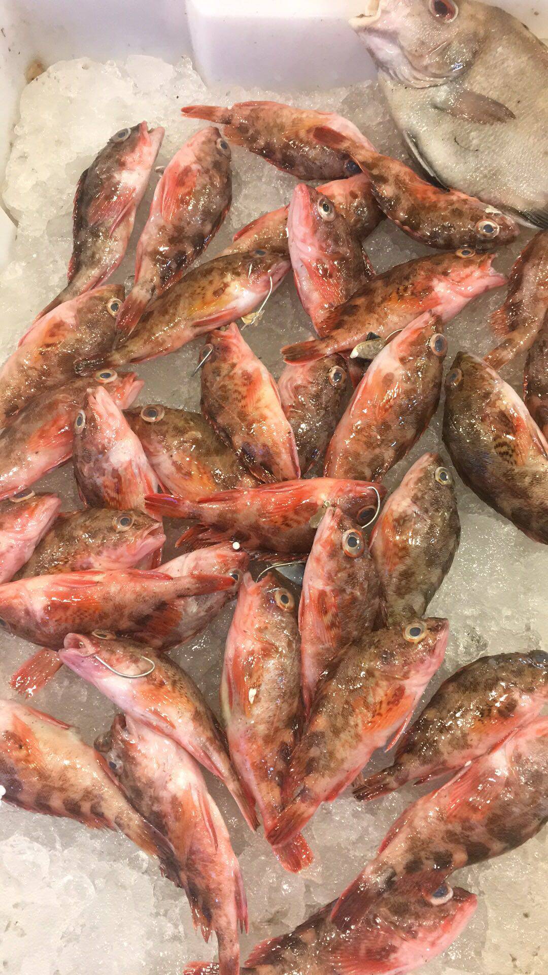 新鲜网潮海鲜舟山石斑鱼虎头海钓野生斧头1斤其它