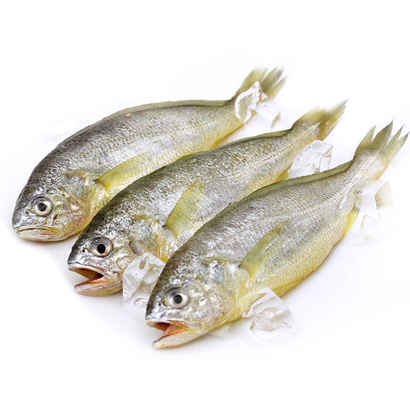 黄鱼网潮海鲜舟山新鲜小黄ye东海网捕黄花鱼其它