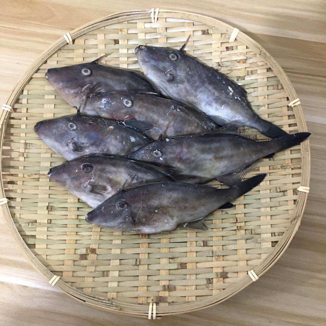 【网潮海鲜】舟山野生 海捕马面鱼 橡皮鱼 新鲜剥皮鱼 1斤6-8条