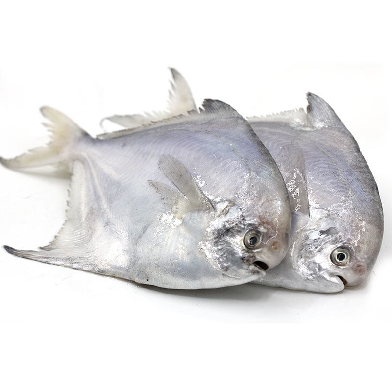 鲳鱼网潮海鲜舟山山特新鲜东海平鱼一斤79条其它