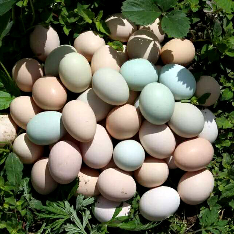 富硒鸡蛋 四川万源旧院黑鸡蛋散养笨鸡蛋 绿壳蛋孕妇月子蛋 30个
