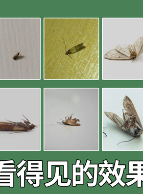 飞蛾灭杀家里室内蛾子强力杀虫剂