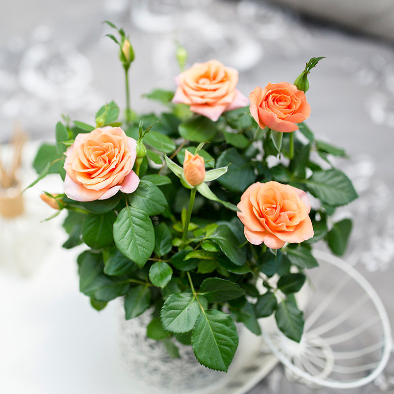 玫瑰花盆栽花卉观花植物室内四季开花净化空气客厅小盆迷你带花苞