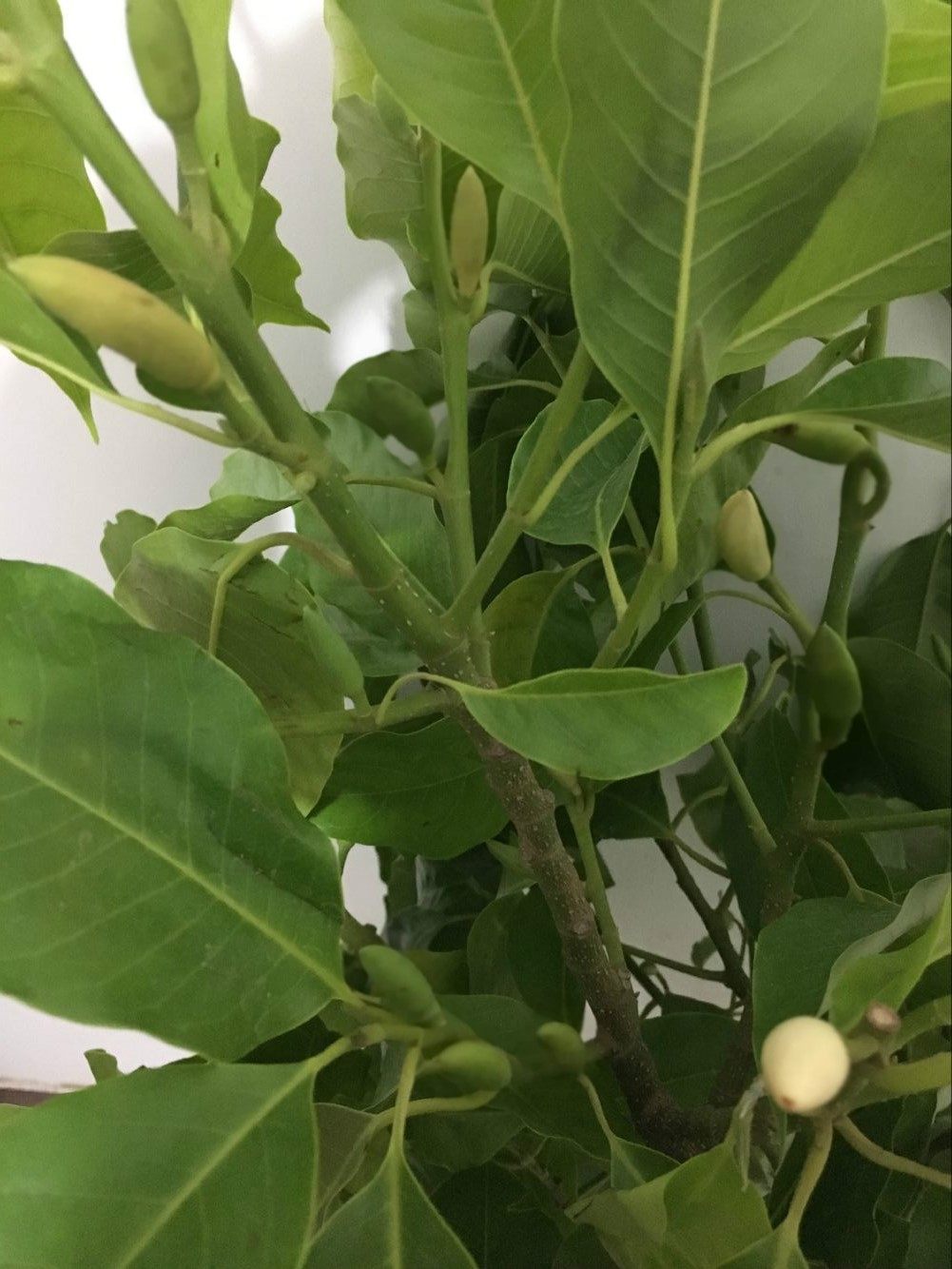 白兰花苗树苗正宗嫁接白兰花盆栽地栽黄桷兰黄兰绿植