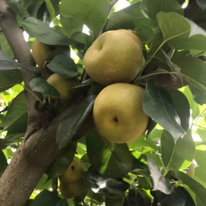 树山正宗苏州翠冠梨树梨脆冠梨梨子新鲜水果梨