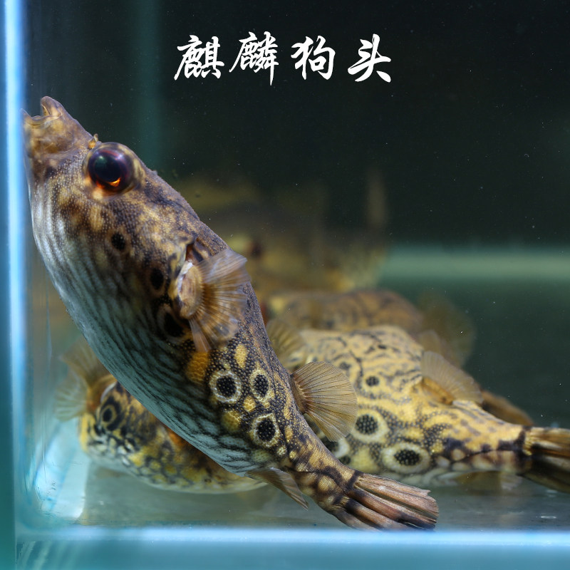 狗头麒麟斑马黄金金娃娃阴性水草红眼娃娃活体鱼