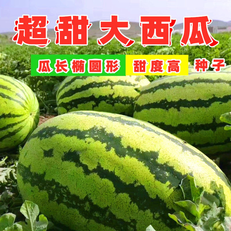 西瓜西农八号种子特大懒汉甜王种籽超甜四川家庭园艺种子