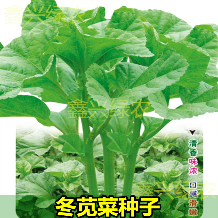 糯米冬寒菜种子冬苋菜种籽鲜嫩马蹄菜高钙菜盆栽野菜