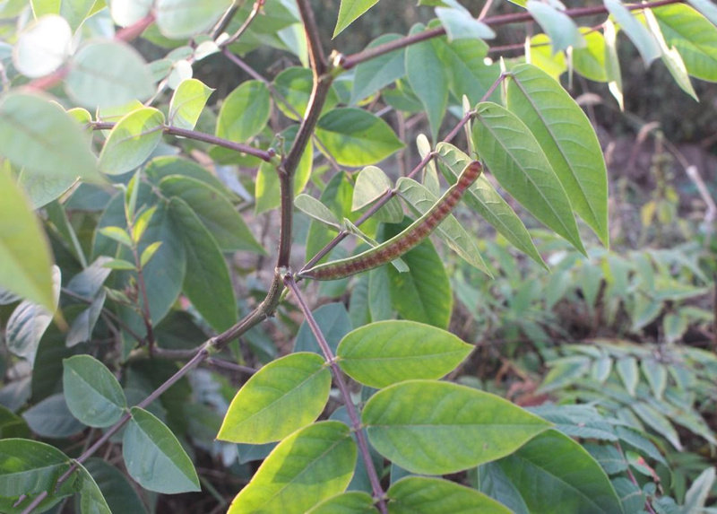 名贵药材灭门盆栽地栽灭蛇草驱蛇草望江南庭院种植花卉