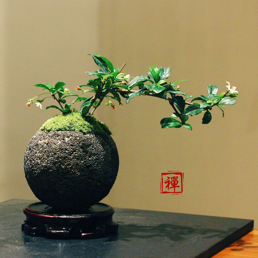 迷你悬崖六月雪火山山石苔藓禅意微型盆景盆栽绿植